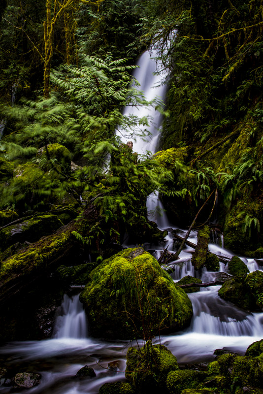 Waterfall cascading through mossy Olympic forest with lush ferns and boulders in foreground